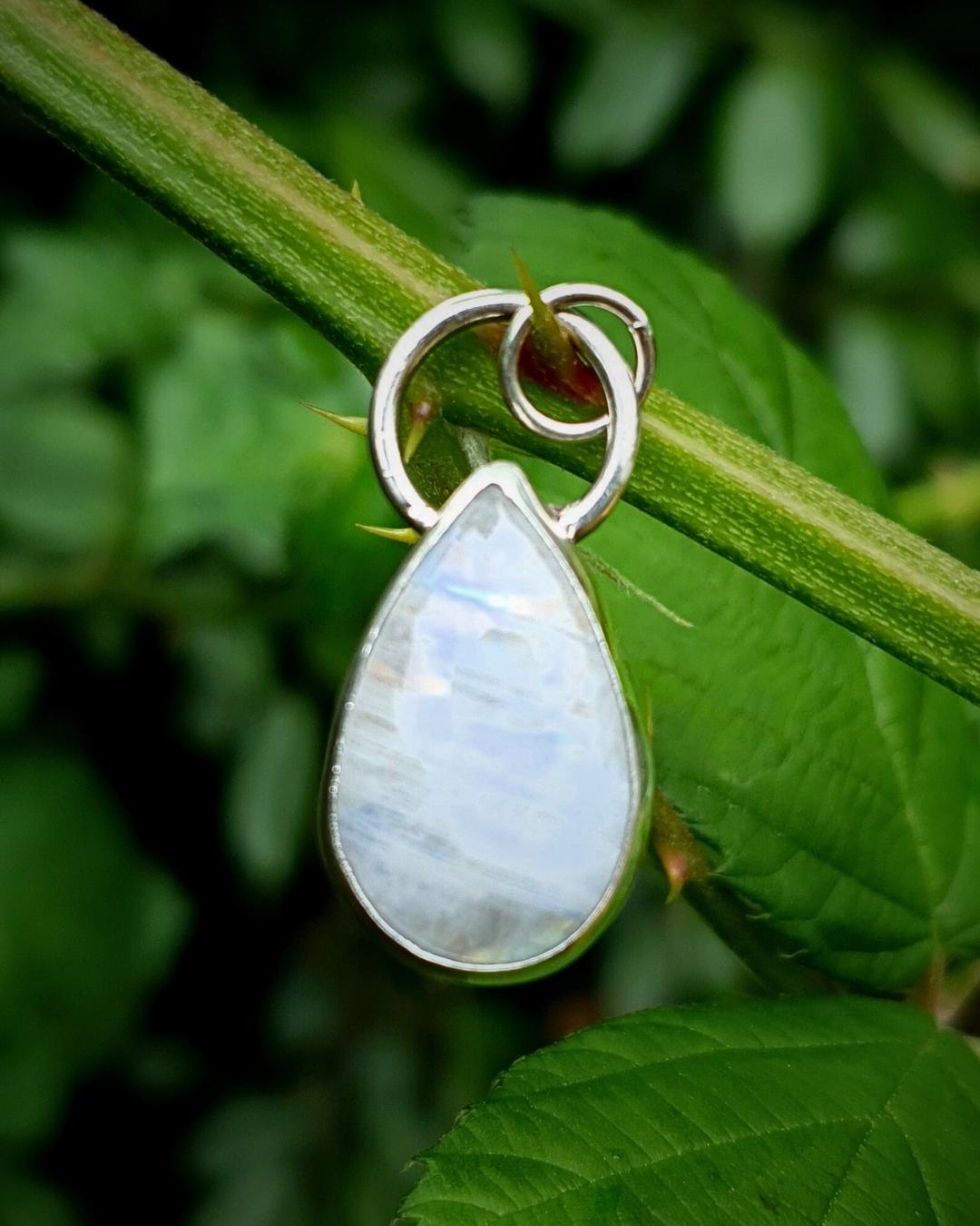 A teardrop shaped rainbow moonstone hangs from a thorn of a blackberry bush amongst the luscious green leaves. The gemstone is a bright silvery white, iridescent with blue rainbow flashes. The bail loop of the pendant is a highly textured casting of a twig in solid silver. The whole image is luscious green and bathed in natural light