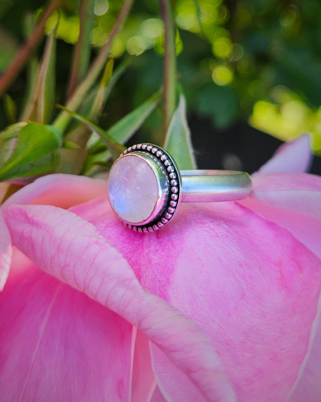 A sterling silver and round rainbow moonstone ring sit atop a pink rose. The blue, flashy, luminescence is visible in the beautiful stone.