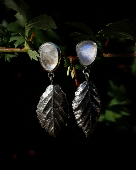 Two dangly silver stud earrings hang from a leafy branch in front of dark green, out-of-focus background. They are comprised of two bezel-set, faceted rainbow moonstones of irregular pear shapes. Below them hang each a solid silver bramble leaf roughly twice the size of the gemstones. They are attached by tiny jump rings so they can move freely. The leaves are complete with natural details including veins. The earrings are illuminated in natural sunlight which demonstrate the luminescence of the moonstones.