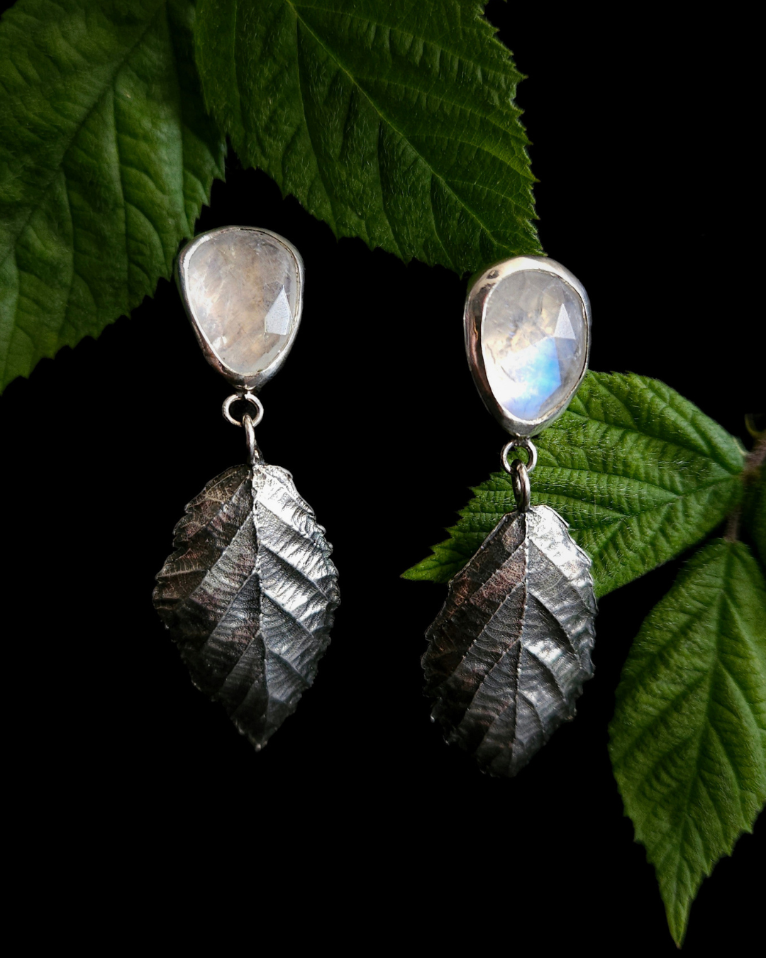 Two dangly silver studs are positioned in front of a black background with fresh blackberry leaves. They're comprised of 2 bezel-set, faceted rainbow moonstones of irregular pear shapes. Below each gem hang solid silver bramble leaves roughly twice the size of the gems. They're attached by tiny jump rings so they can move freely. The leaves hold rich, natural details including veins. The moonstones are dazzlingly luminescent.